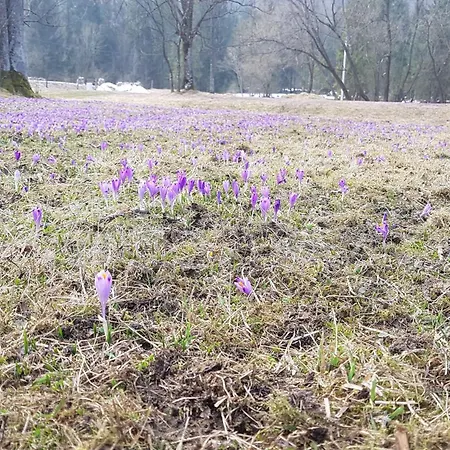Dom Na Skraju Lasu Séjour chez l'habitant